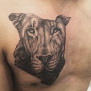 胸前狮子肖像纹身图案